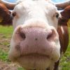 遺伝子組み換えの牛が変える未来