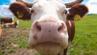遺伝子組み換えの牛が変える未来