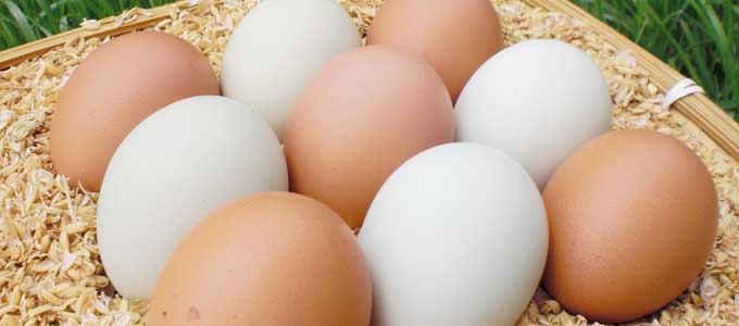 白い卵と茶色の卵
