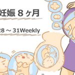 妊娠8ヶ月